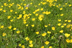 Butterblumenwiese-158.jpg